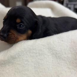 Emaline - Black and tan female Dachshund puppy in Glen Saint Mary, Florida from 🍯 Honey Pot Dachshunds 🐾