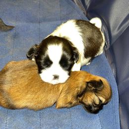 Shih Tzu Puppies from Dream Pups