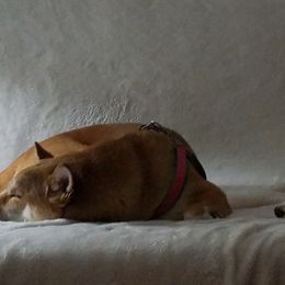Shiba Inu from The Q Den