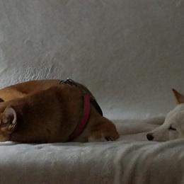 Shiba Inu from The Q Den