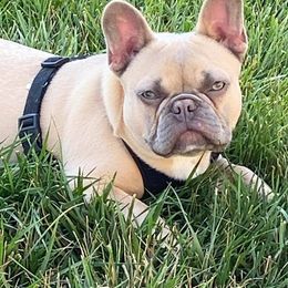 Bulldog and French Bulldog Puppies from Crystals Bulldog Bungalow