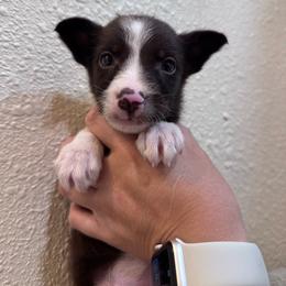 Dopey - White and red female Border Collie puppy in Oberlin, Kansas from Hangin R Kennels