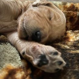 Goldendoodle and Poodle Puppies from SnickerDoodlePups