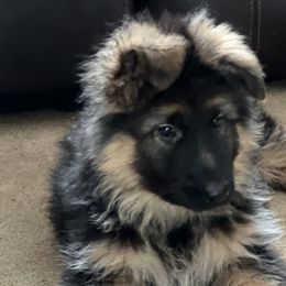 Oakley Boy - Teal - German Shepherd puppy in Sandown, New Hampshire from Gemini GSD