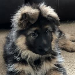 Oakley Boy - Teal - German Shepherd puppy in Sandown, New Hampshire from Gemini GSD