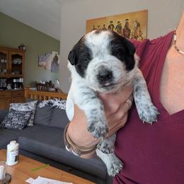 Goose (Red) - Blue male Australian Cattle Dog puppy in Ammon, Idaho from Piney River Cattle Dogs