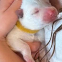 Boy 4 - White male German Shepherd puppy in Santa Rosa Valley, California from Diamond White German Shepherds