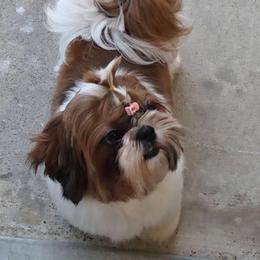 Lulu - Shih Tzu