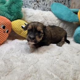 Ginny Boy 4 - Red sable male Havanese puppy in Deer Park, Washington from Mt. Top Havanese