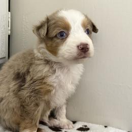 Miniature Australian Shepherd Puppies from B&B Little Aussie Gems