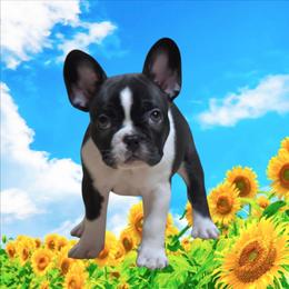 Boy 2 - Black and white male French Bulldog puppy in Gloster, Mississippi from Donna's French Bulldogs