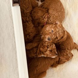 Poodle Puppies from Jeter's Pick of the Litter