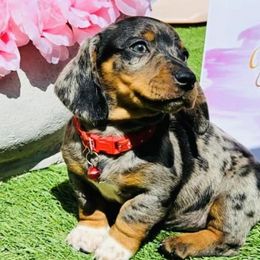 Dachshunds from Mxl Dachshund