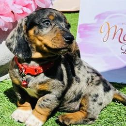 Dachshunds from Mxl Dachshund
