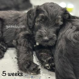 Schnoodle Puppies from Gunnie Luv, LLC