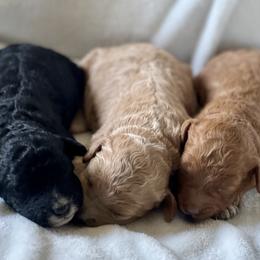 Bernedoodles from Cascade Country Doodles