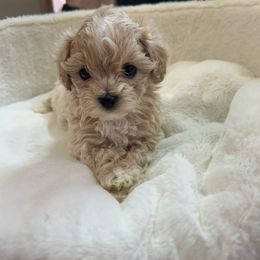 Kyle - Gold and white male Shihpoo puppy in Boston, Massachusetts from London's puppies