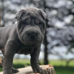 Chinese Shar-Pei from MAG Shar Pei
