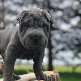Chinese Shar-Pei from MAG Shar Pei