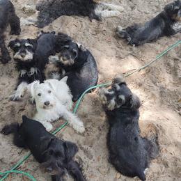 Miniature Schnauzers from Gemini's Mini Schnauzers