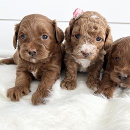 Labradoodle Puppies from Uintah Basin Doodles