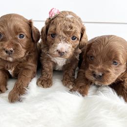 Labradoodle Puppies from Uintah Basin Doodles