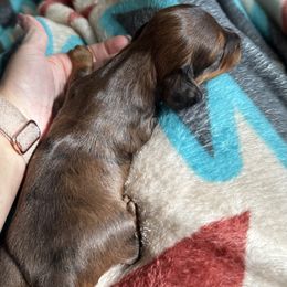 Dachshund Puppies from TMJ Dachshunds & More