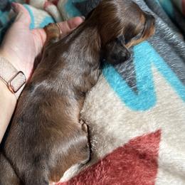 Dachshund Puppies from TMJ Dachshunds & More