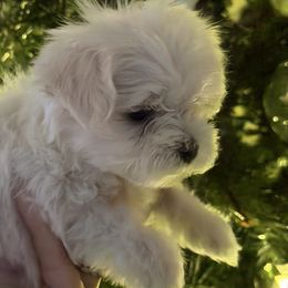 Izzy - White female Maltese puppy in Centre, Alabama from Wonderland Maltese