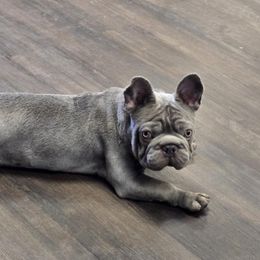Violet - Tricolors female French Bulldog puppy in Alexandria, Virginia from Boss Lady Kennel