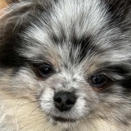 Pomeranians from JeweledPoms