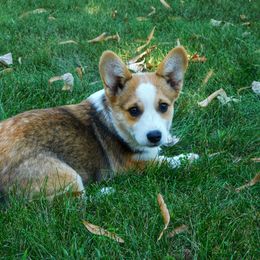 Australian Shepherd and Pembroke Welsh Corgi Puppies from Salt Creek Farm Dogs