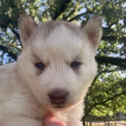 Pancake - Sable and white female Siberian Husky puppy in College Station, Texas from Texas Siberian Husky Kennels (TSHK)