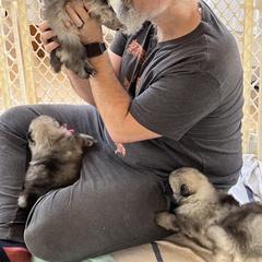 Keeshond Puppies from Peregrine Keeshond