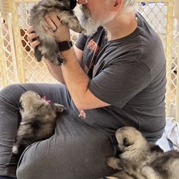 Keeshond Puppies from Peregrine Keeshond