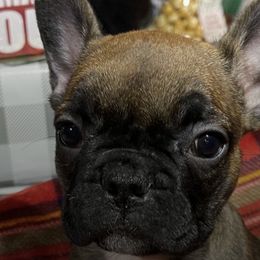 French Bulldogs from Farm Fresh Frenchies