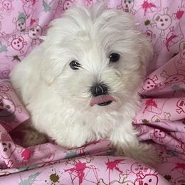 Mal-Shis, Maltese, and Shih Tzus from Big Island Shih Tzu Maltese