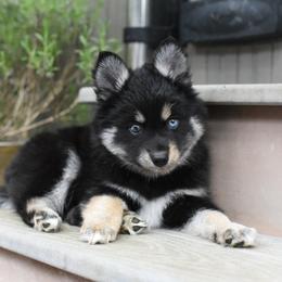 Oso - Tri-color male Pomsky puppy in Coos Bay, Oregon from Ocean View Pomskies