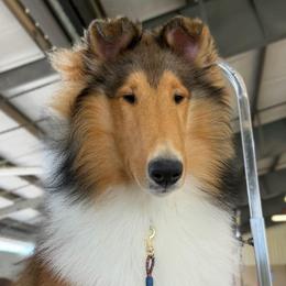 Kipper - Collie