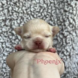 Phoenix - Cream female Chihuahua puppy in Augusta, Georgia from Sophia Jade's Chi Brigade