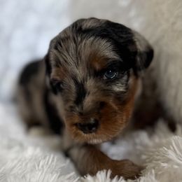 Merle Girl A - Blue merle female Bernedoodle puppy in Toledo, Ohio from Avery Doodle Day LLC