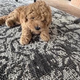 Pink - Cafe au lait female Maltipoo puppy in Union City, Tennessee from Rosie’s Maltipoo’s