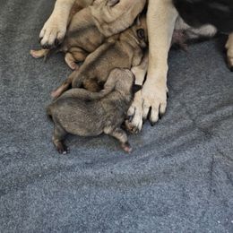 Girl 1 - Fawn female Pug puppy in Rutherfordton, North Carolina from Sweetie Pie Pugs