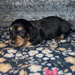 Female - Black and cream female Dachshund puppy in Liberty, Mississippi from Liberty Oaks Aussies and Dachshunds
