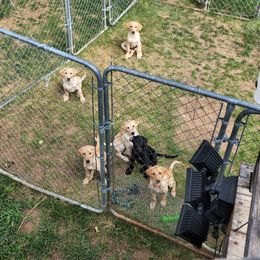 Labrador Retriever Puppies from Melissa's Labradors