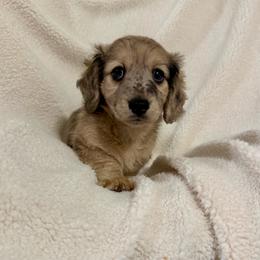 Benny - Dapple male Dachshund puppy in Jarrell, Texas from Blackfoot Dachshunds