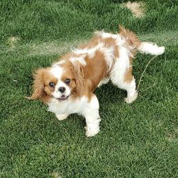 Seaborg - Cavapoo