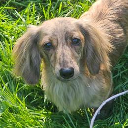 Rhea - Dachshund