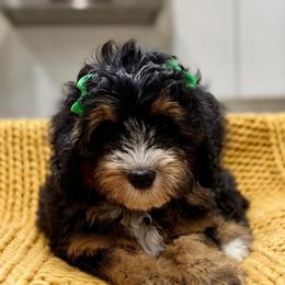 Bon Bon The Tri-Color Ultra Mini Bernedoodle - Tri-color female Bernedoodle puppy in Herriman, Utah from Rose Canyon Doodles