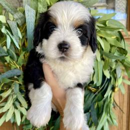 Dixie - Tri-color female Bernedoodle puppy in Superior, Arizona from Mountain Bridge Doodles